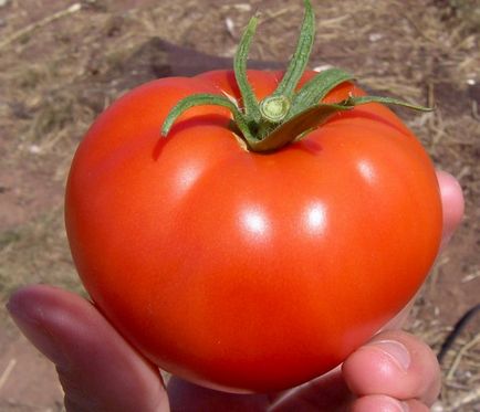 Tomato malva f1 recenzii, descriere, fotografii, video
