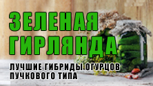 Томат пальчики Мальвіни ® купити насіння томатів оптом оптом і в роздріб від виробника