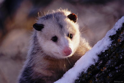 Top-10 cele mai lente animale din lume, cele mai bune ratinguri din lume