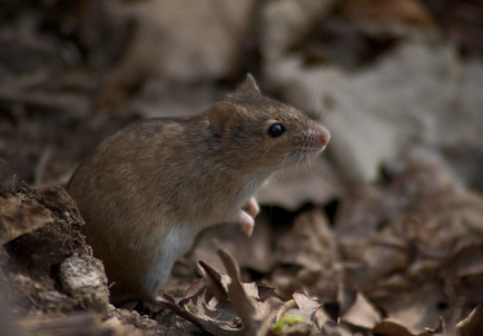 Top-10 cele mai lente animale din lume, cele mai bune ratinguri din lume