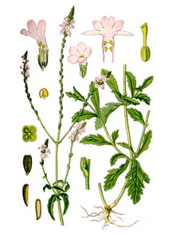 Verbena plante medicinale - proprietati utile, recenzii