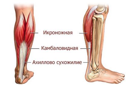 Instruim fiziologia caviarului, exerciții, sfaturi