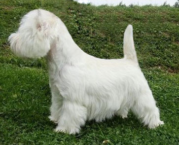 Trimming West Highland White Terrier - site westidog!