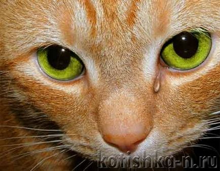 У кішки сльозяться очі, як допомогти і чим лікувати сльозотеча у котів і кішок