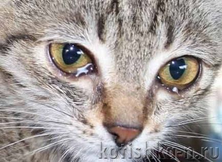 Pisica are ochi umezi, cum sa ajute si cum sa trateze lacrimatia la pisici si pisici