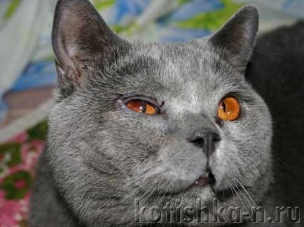 Pisica are ochi umezi, cum sa ajute si cum sa trateze lacrimatia la pisici si pisici