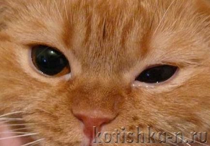У кішки сльозяться очі, як допомогти і чим лікувати сльозотеча у котів і кішок