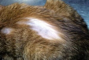 У кішки випадає шерсть причини випадіння і правильне лікування