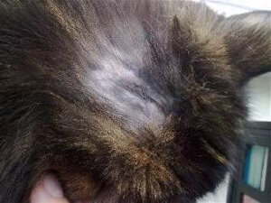 A macska esik hajhullás okairól és a megfelelő kezelést