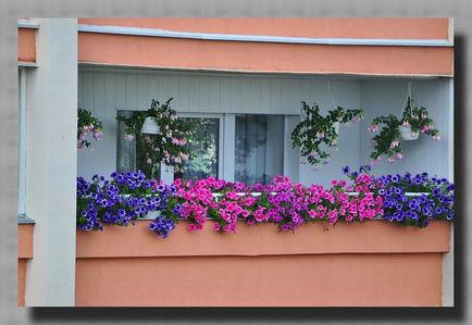 Прикрасити квітами кожен будинок, кожен під'їзд, двір!