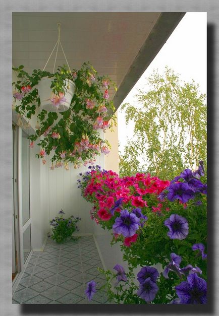 Díszítse virágok minden ház, minden veranda, udvar!