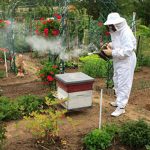 Urticarie pentru albine specie de stupi si caracteristicile lor, particularitati de auto-fabricare a albinelor