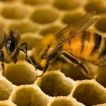 Csalánkiütés a méhek típusú kaptárak és azok jellemzőit, különösen a független sör-