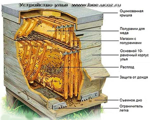 Вулики для бджіл види вуликів і їх особливості, особливості самостійного виготовлення бджолиних