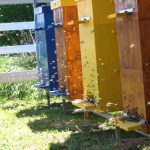 Urticarie pentru albine specie de stupi si caracteristicile lor, particularitati de auto-fabricare a albinelor