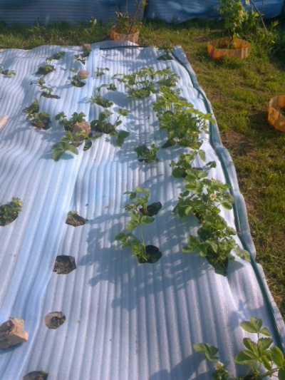 Paturi unice de căpșuni - cum se fac paturi pentru căpșuni - grădină și grădină