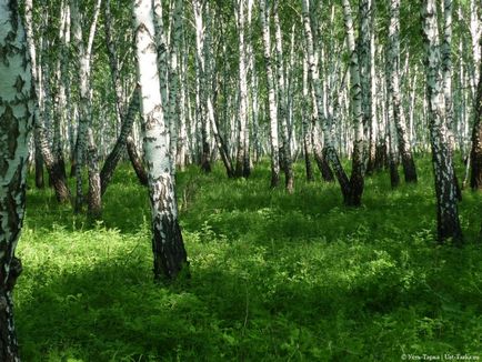 Урок - кейс «лісової бос»