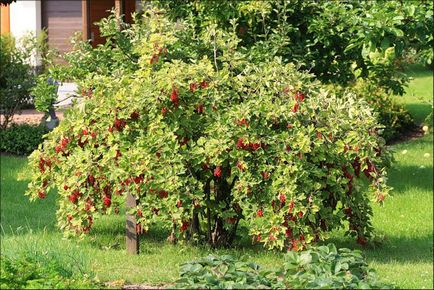 Урожайність смородини з сотки, куща, з 1 га, як підвищити врожайність