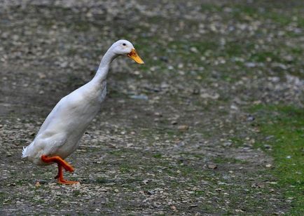 Duck indian alergator de reproducție, întreținere, îngrijire