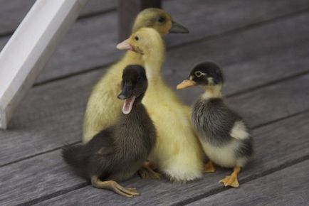 Duck indian alergator de reproducție, întreținere, îngrijire