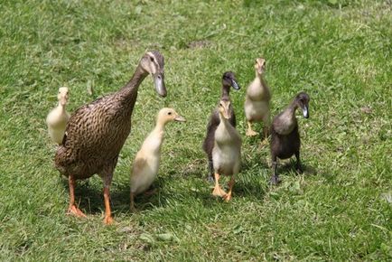 Duck indian alergator de reproducție, întreținere, îngrijire