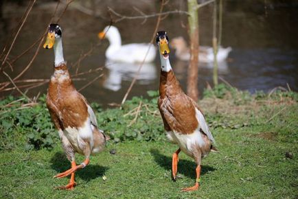 Duck indian alergator de reproducție, întreținere, îngrijire