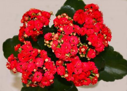 Grijă de înflorirea Kalanchoe acasă