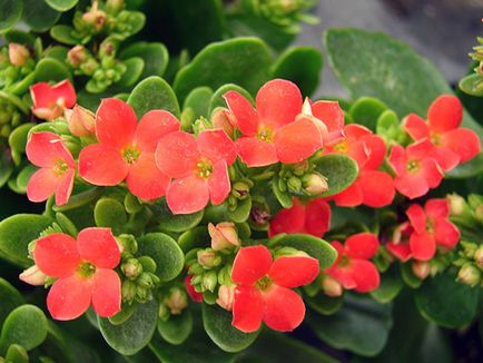 Grijă de înflorirea Kalanchoe acasă