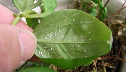Vanka tratamentul bolii umede a bolii de balsam - spider acarian, placă albă