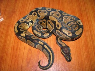 Kedvence - python