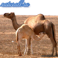 Camel, lumea animală a Rusiei