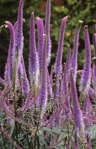 Veronicastrum, fotók, kedvenc kerti nélkül a szóváltás