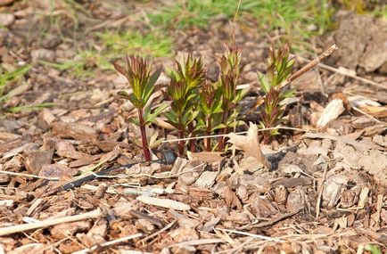 Veronicaustrum fotografie, plantare și îngrijire