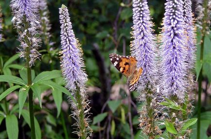 Veronicaustrum fotografie, plantare și îngrijire