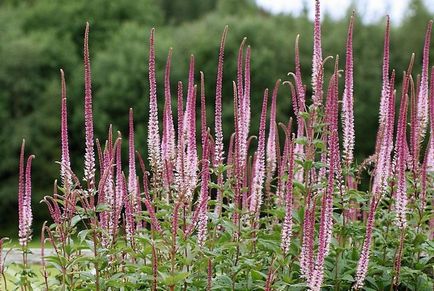 Veronicaustrum de plantare și reproducere de îngrijire a soiurilor de fotografie populare în design peisagistic