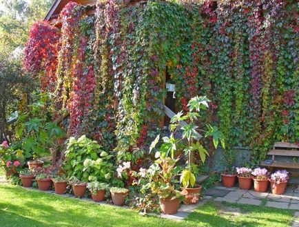 Вертикальне озеленення в саду, на дачі, рослини, фітомодулі, дизайн, конструкції, види, системи,