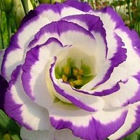 Iris în formă