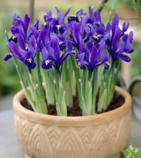 Irisuri cu becuri de strălucire