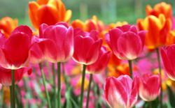 Arra kényszerítve tulipán otthon cserépben, hogy az ilyen lepárlás és miért van szükség, arra kényszerítve a