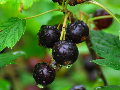 Vin din tehnologie de coacăze negre, rețete