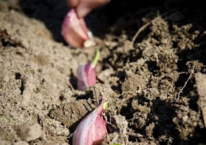 Creșteți usturoiul, nimic complicat! Cultivarea legumelor, fructelor, boabelor și verdețurilor