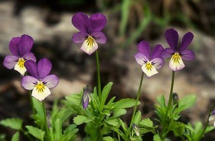 Cultivarea descrierii tricolor violete, plantare, îngrijire