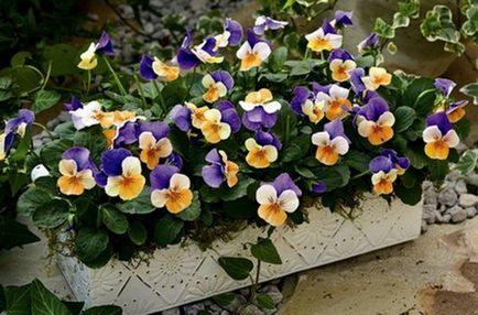 Cultivarea descrierii tricolor violete, plantare, îngrijire