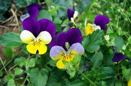 Cultivarea descrierii tricolor violete, plantare, îngrijire