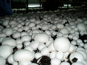 Вирощування грибів в погребі може стати вигідним бізнесом або значно заощадить сімейний бюджет