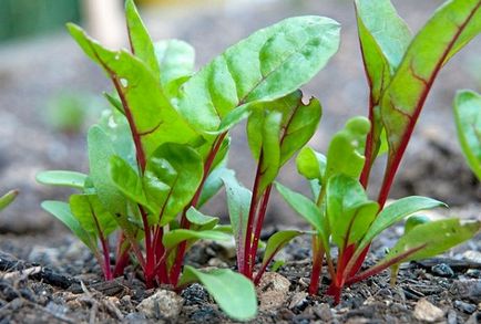 Cultivarea și întreținerea sfeclei în solurile deschise secrete ale unei recolte bune