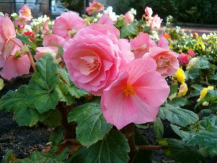 Cultivarea begonia tuberculilor