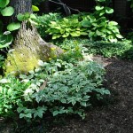 Cultivarea begonia tuberculilor