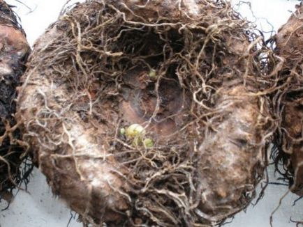 Cultivarea begonia tuberculilor