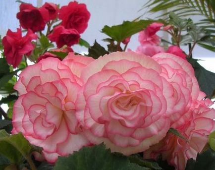 Cultivarea begonia tuberculilor